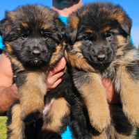 Cuccioli pastore tedesco. ALTISSIMA GENEALOGIA