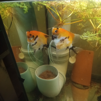 Coppia scalari Red davil