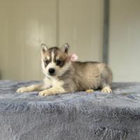 Siberian Husky con pedigree enci