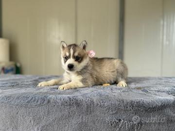 Siberian Husky con pedigree enci