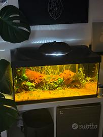 acquario tetra 54l +