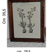 Stampe Botaniche ("Hiacintho Orientale" e "Auricul