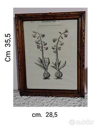 Stampe Botaniche ("Hiacintho Orientale" e "Auricul