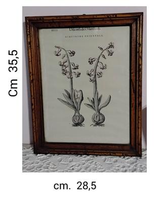 Stampe Botaniche ("Hiacintho Orientale" e "Auricul