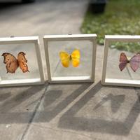 FARFALLE DA COLLEZIONE