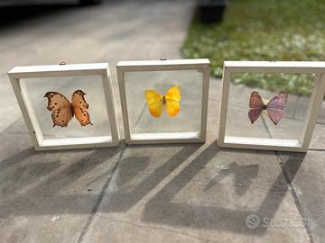 FARFALLE DA COLLEZIONE