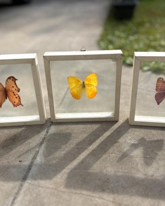 FARFALLE DA COLLEZIONE