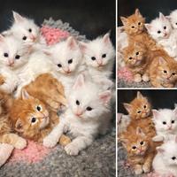 Cuccioli Maine Coon per Marzo
