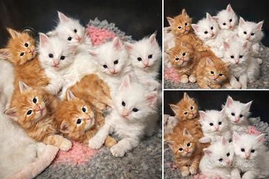 Cuccioli Maine Coon per Marzo