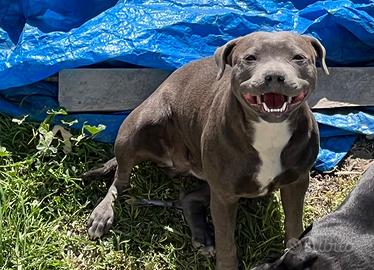 Regaliamo stafforshire bull terrier