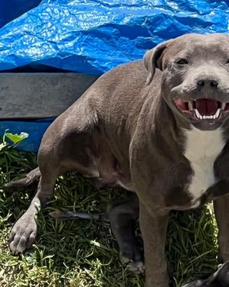 Regaliamo stafforshire bull terrier