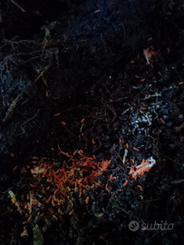 Collemboli yuukianura aphoruroides