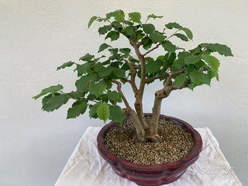 Prebonsai