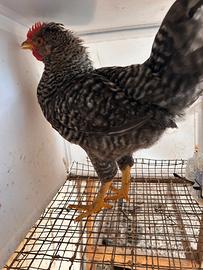 Galline