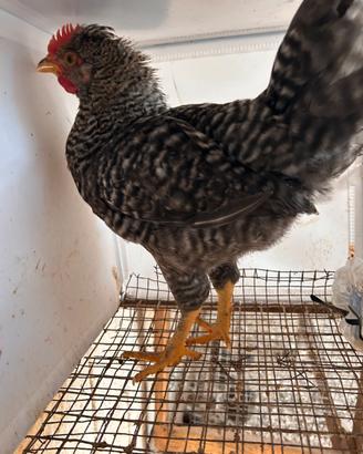 Galline