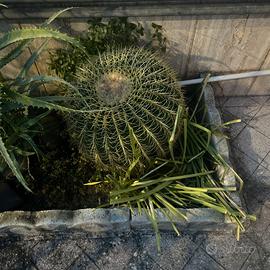 Pianta di  Echinocacatus