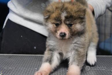 Cuccioli di Akita