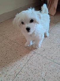 cuccioli di maltese 