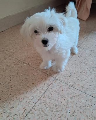cuccioli di maltese 