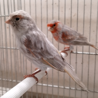 Canarini agata opale rosso mosaico