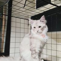 Cucciole di Maine Coon XXL