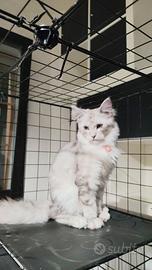 Cucciole di Maine Coon XXL