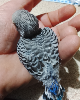 Uccelli