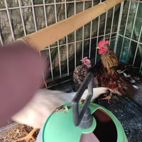 Galline