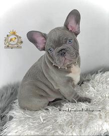 Luxurious French Lélite del bulldog francese Blue