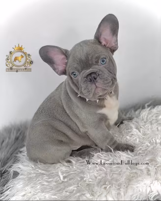Luxurious French Lélite del bulldog francese Blue
