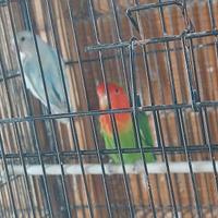 Inseparabili roseicollis maschi e femmine