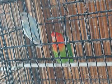 Inseparabili roseicollis maschi e femmine