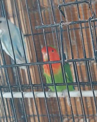 Inseparabili roseicollis maschi e femmine