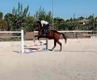 Cavallo castrone scuola e passeggiate