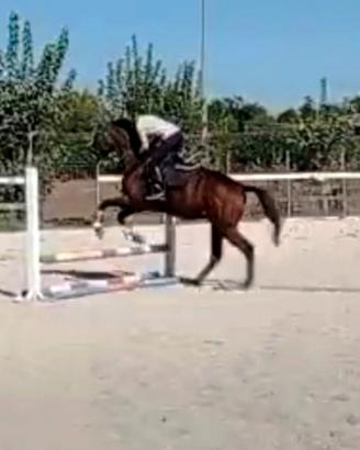 Cavallo castrone scuola e passeggiate