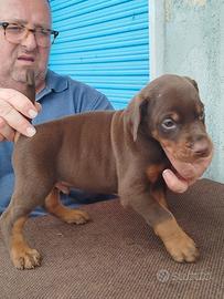 Cuccioli di dobermann