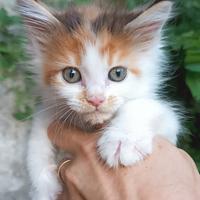 Cucciola Maine Coon figlia di Campioni pedigree