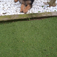 Cane cucciolo pastore tedesco