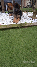 Cane cucciolo pastore tedesco