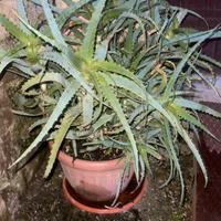 Pianta di Aloe arborescente