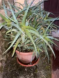Pianta di Aloe arborescente