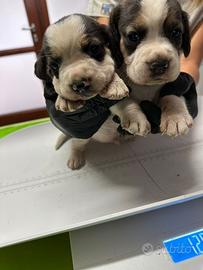 Cuccioli di beagle con pedigree