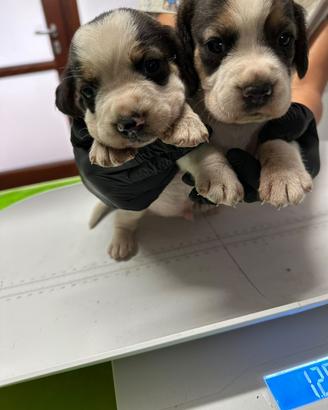 Cuccioli di beagle con pedigree