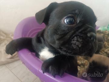 Cuccioli di bulldog francese