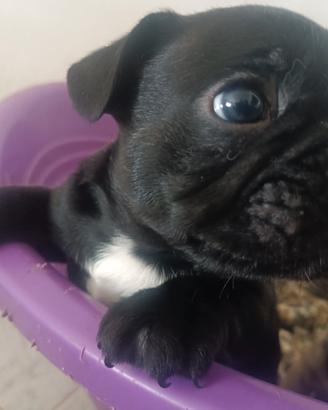 Cuccioli di bulldog francese