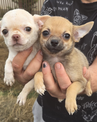 Cihuahua
