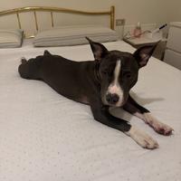 American staffordshire terrier