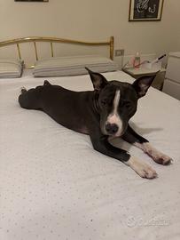 American staffordshire terrier