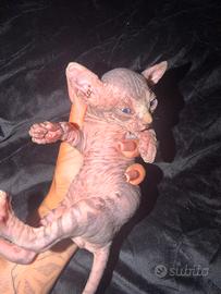 Cucciolo maschio Sphynx