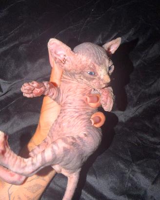 Cucciolo maschio Sphynx